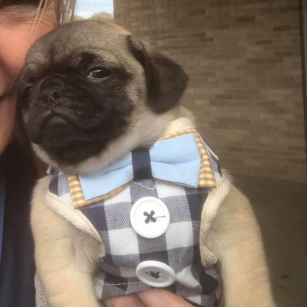 Dog vest and leash